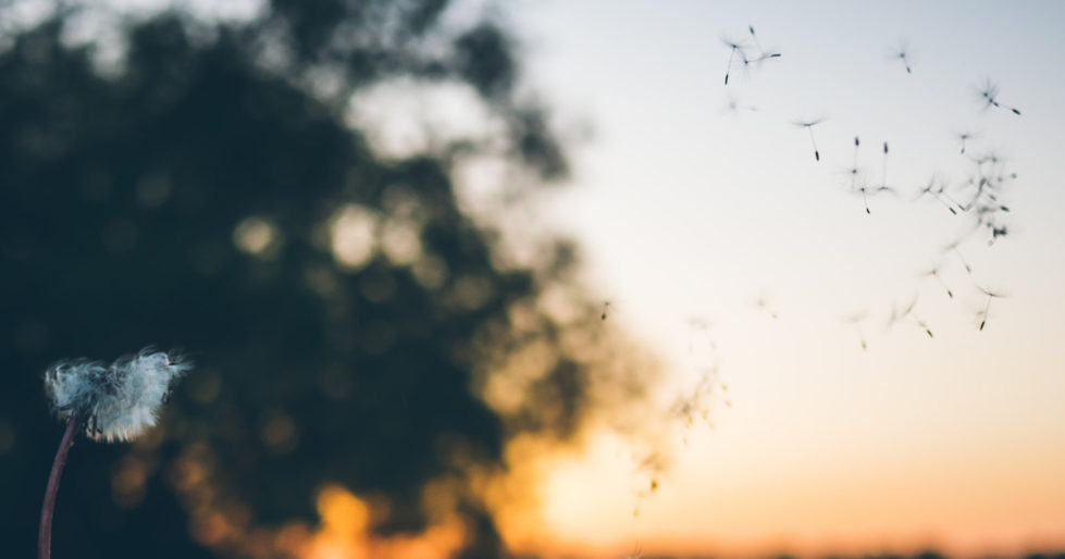 Dandelion seeds blow off the weed and are carried by the breeze