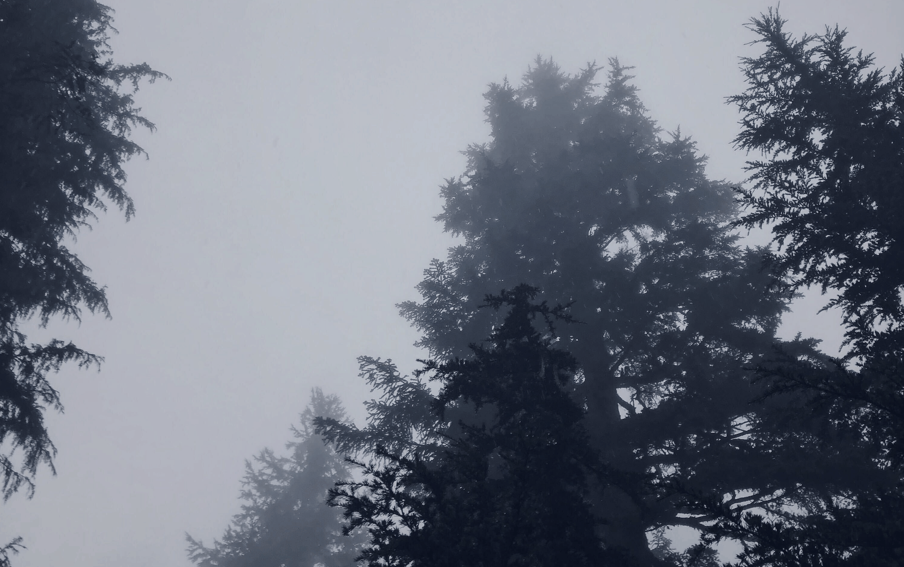 looking up through the mist to the tops of coniferous trees